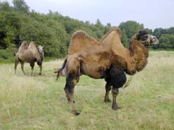 Kamele in Bochum
