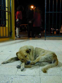 Der andalusische Hund