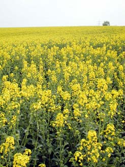 Feld und Wald