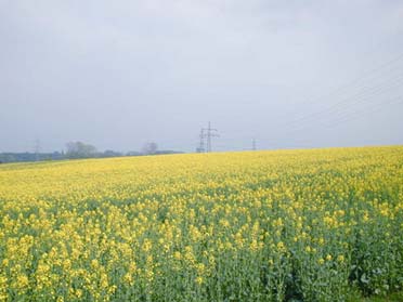 Auf weiter Flur