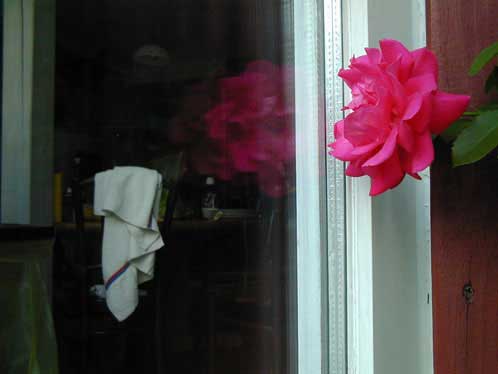 Rose am Fenster