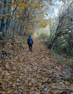 Herbstlaub