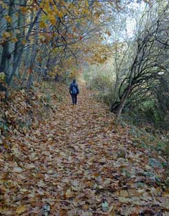 Wald-Impression