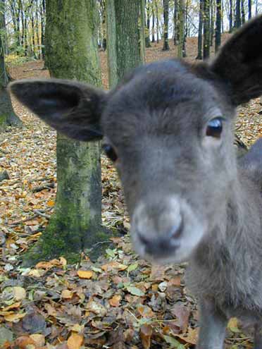 Tierliebe Liebe Tiere