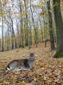 Endlich! LWC hat ein Bambi!