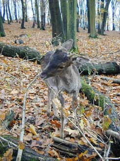 kommender Rehbraten